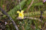 Grooved flax